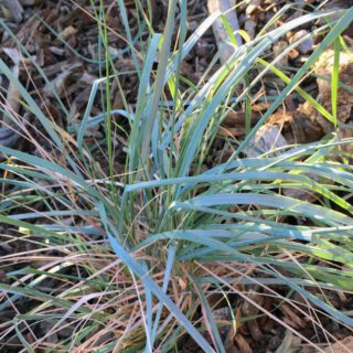 MagellanBlaugras Elymus magellanicus