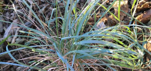 MagellanBlaugras Elymus magellanicus