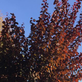 Beitragsbild Blutpflaume im Oktober