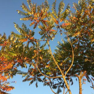 Essigbaum Laubfärbung im Okotber