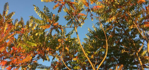 Essigbaum Laubfärbung im Okotber