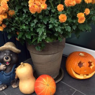 Maulwurf bei der Kürbisernte