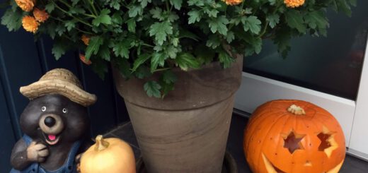 Maulwurf bei der Kürbisernte