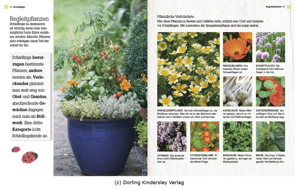 innenseiten-grundlagen-c-dorling-kindersley-verlag-neu