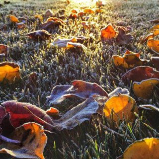 frostiges-laub-auf-dem-rasen