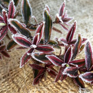 hebe-mit-frost-beitragsbild