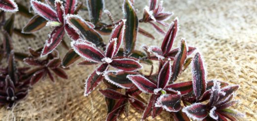 hebe-mit-frost-beitragsbild