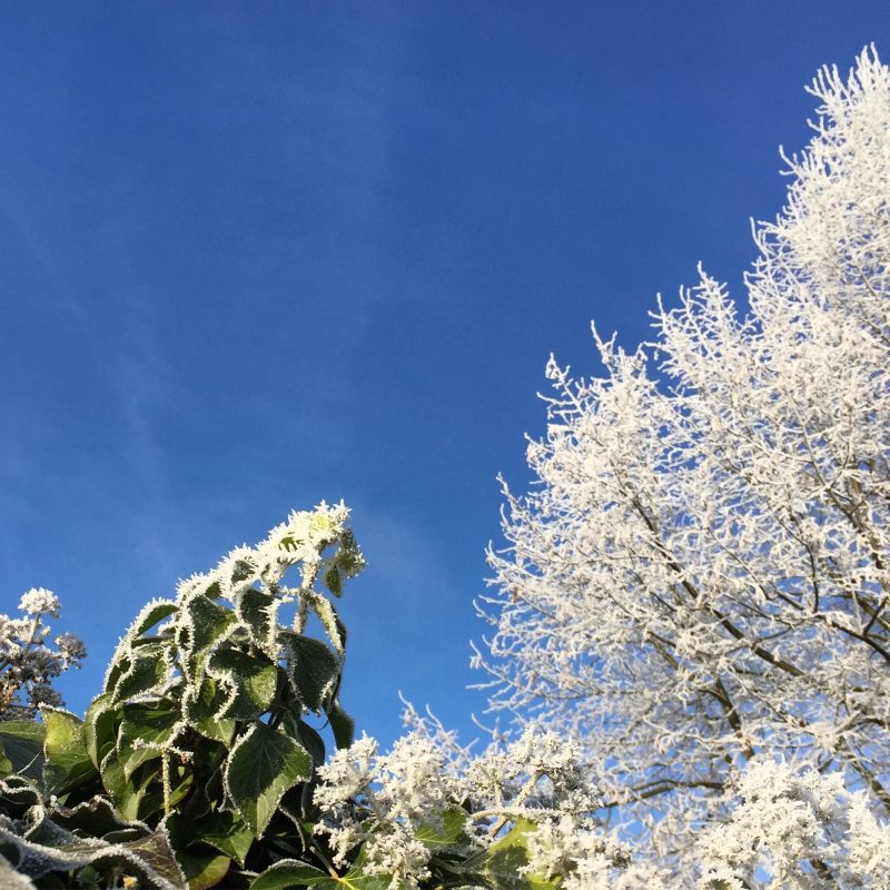 blauer-himmel-frost-und-efeu