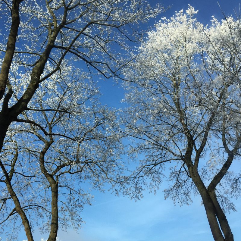 baeume-mit-frost-und-blauer-himmel