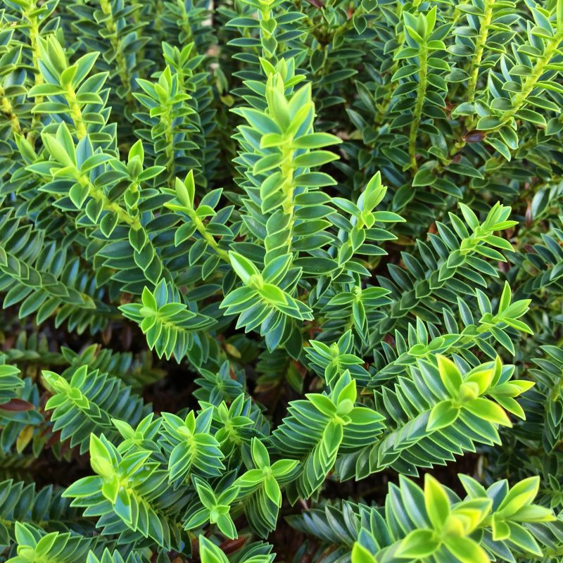 hebe-gruen-im-winter