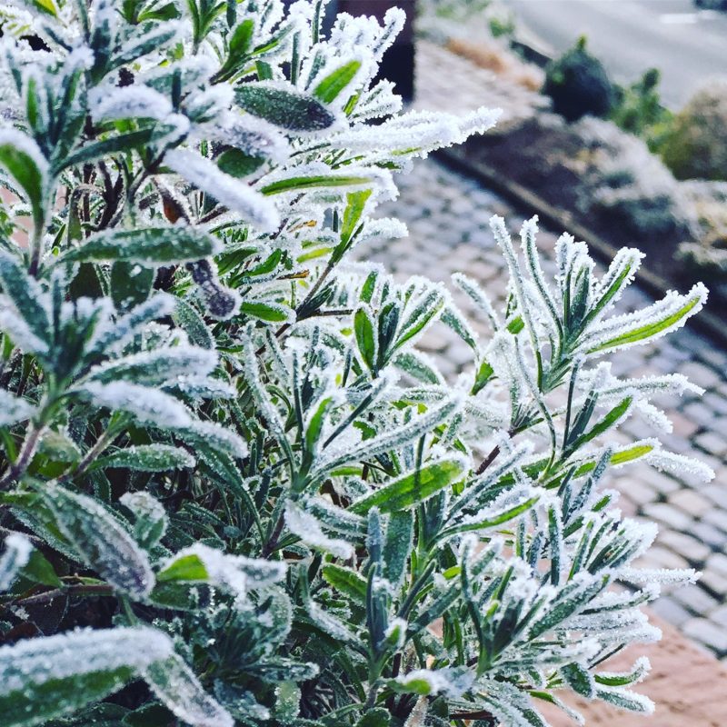 lavendel-mit-frost