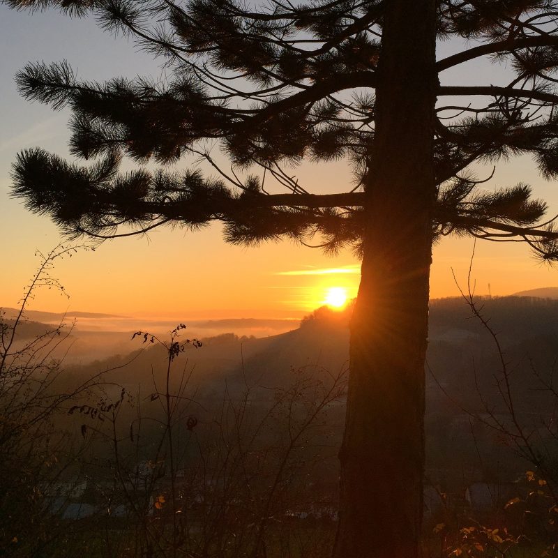 sonnenuntergang-baum