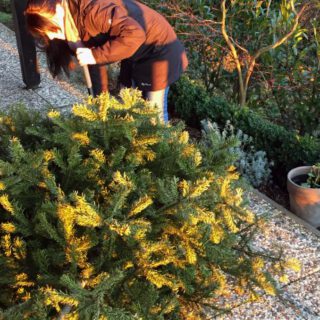alexandra-beschneidet-tannenbaum