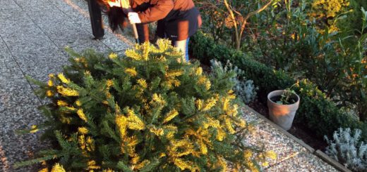 alexandra-beschneidet-tannenbaum