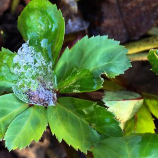 blatt-christrose-mit-eis