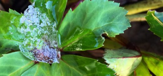 blatt-christrose-mit-eis