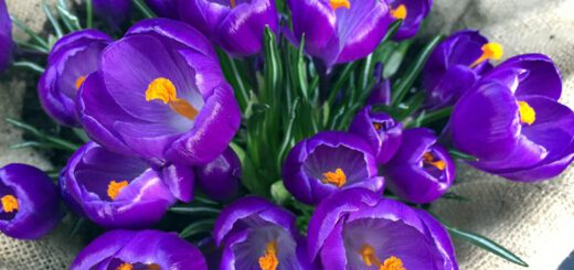 lila-krokusse-im-pflanzkorb