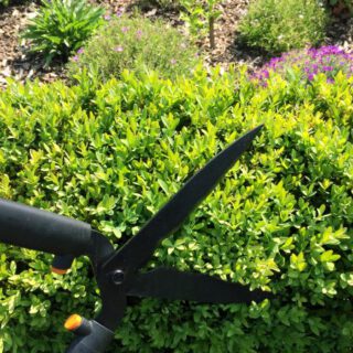 Buchsbaumhecke schneiden