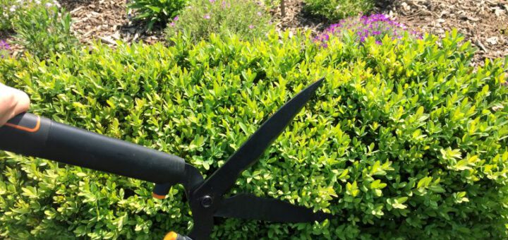 Buchsbaumhecke schneiden