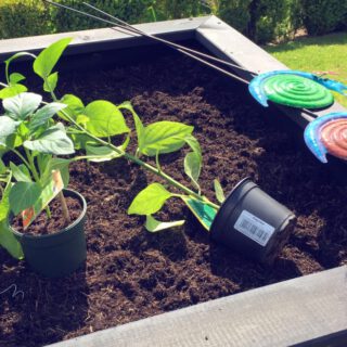 Hochbeet zwei bepflanzen