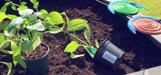 Hochbeet zwei bepflanzen