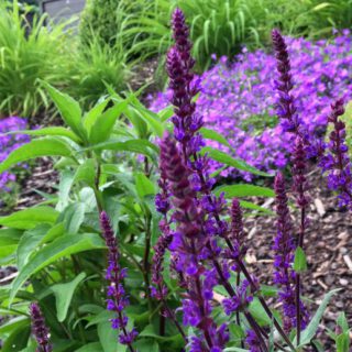 lila Salbei im Blumenbeet