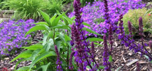 lila Salbei im Blumenbeet