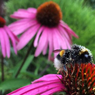 gepuderte Hummel auf Echinacea purpurea