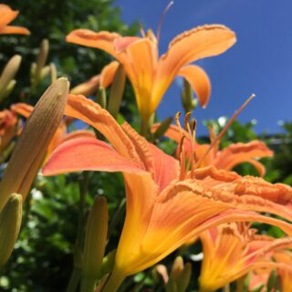 Taglilien im Sonnenschein