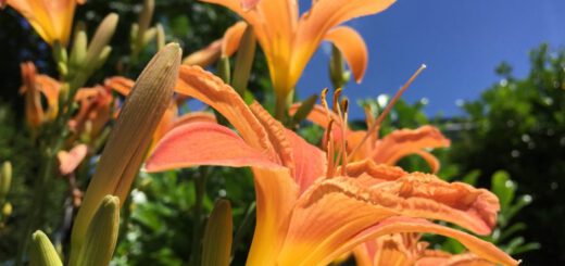 Taglilien im Sonnenschein