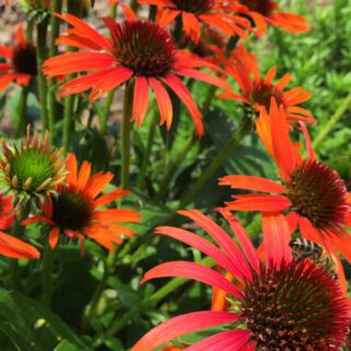 Echinacea skipper orange Biene
