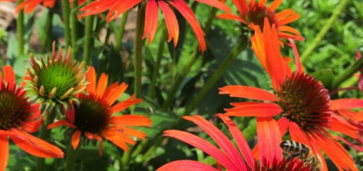 Echinacea skipper orange Biene