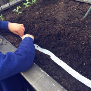 Radieschen Saatband ins Hochbeet legen